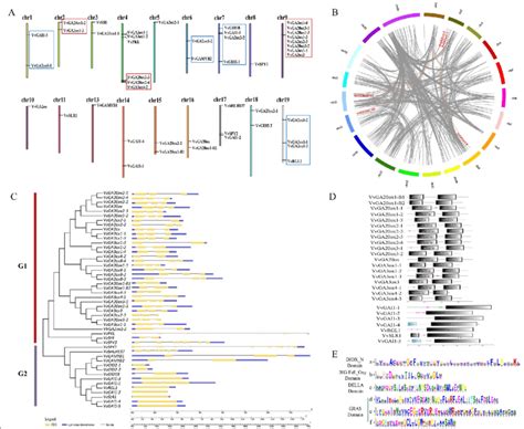 Chromosomal Locations Sequence Feature Analysis Gene Duplication And Download Scientific