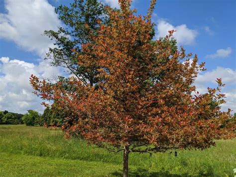 Tree with a dense, conical or sometimes. Nyssa sylvatica 'Wildfire' - Wildfire black tupelo ...