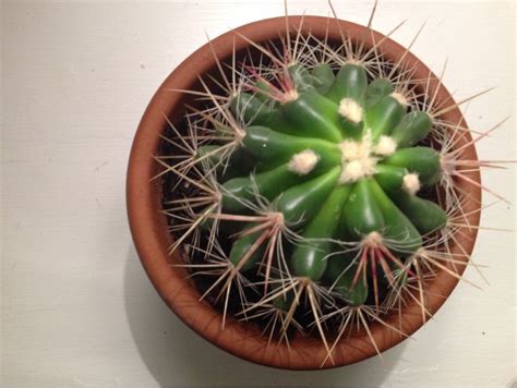 How fast do cactus grow? Free Plant Identification | Cactaceas, Crasas