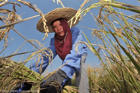 Filipino Rice Farmer Official Website Of Senator Francis Kiko
