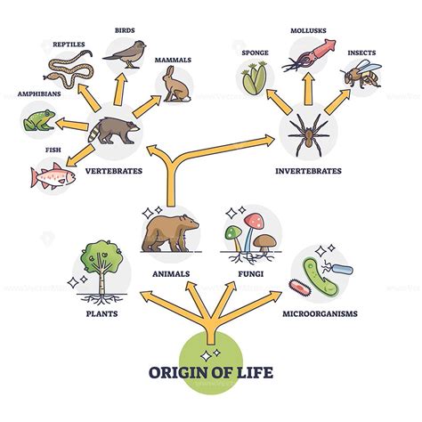Origin Of Life And Wildlife Evolution From Beginning Species Outline