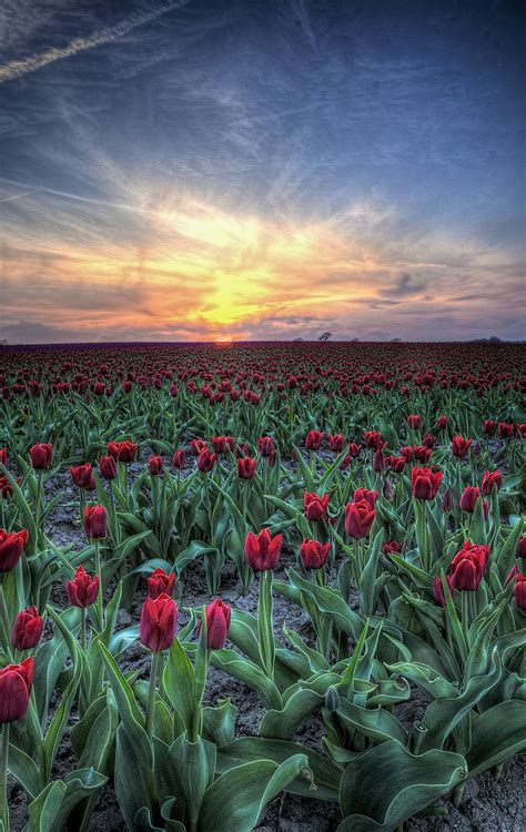 Tulips In The Sunset From Vesterborg Dk Beautiful Photography