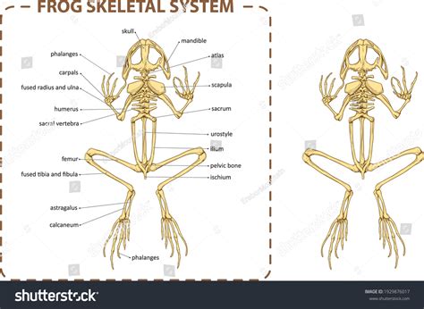Vector Illustration Basic Anatomy Frog Skeletal Stock Vector Royalty