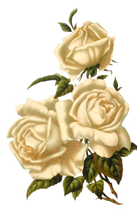 15 White Rose Clipart Beautiful The Graphics Fairy