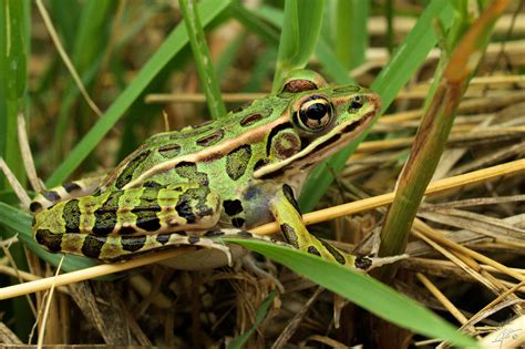 Alberta Amphibian & Reptile Conservancy - Nature Alberta