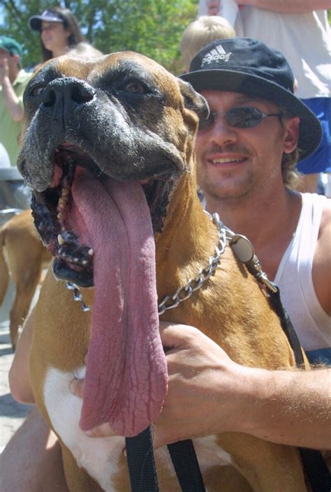 Traditionally, artamène ou le grand cyrus, has been considered the longest novel. Tongues And Tails Are Wagging: Mochi's Mouth Laps Up World ...