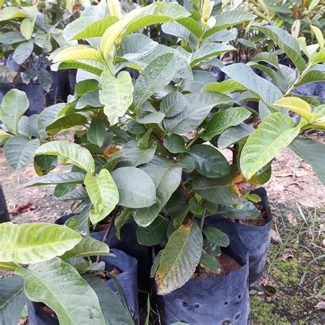 Tujuan produksi perusahaan untuk melayani. Cita Tani Nursery (NS015495-D): Benih Jambu Guava isi merah