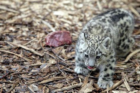 Photos Zoos Baby Snow Leopard Makes Public Debut