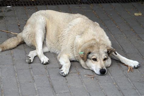 Sad Stray Dog â€‹â€‹lying On The Sidewalk Stock Image Image Of Chip