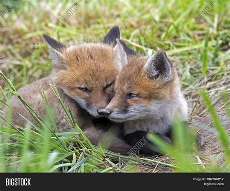 Pair Red Fox Kits Image And Photo Free Trial Bigstock