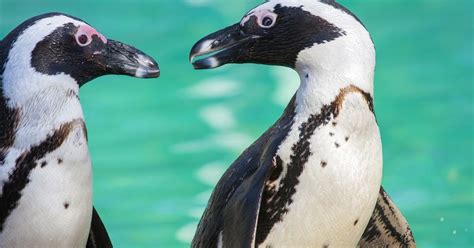 When two or more people try and stand as close together as possible with both hands in their pockets to avoid cold weather and strong winds. Gay Penguins Prove That Love Is Winning - The Dodo