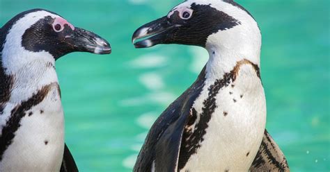 First attested in the 16th century in reference to the auk of the northern hemisphere; Gay Penguins Prove That Love Is Winning - The Dodo