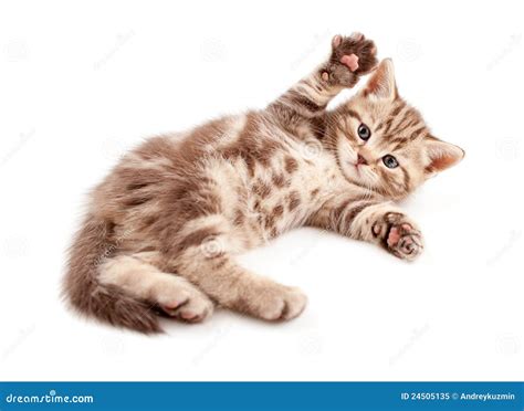Little Baby Kitten Lying On Back Royalty Free Stock Photo Image 24505135