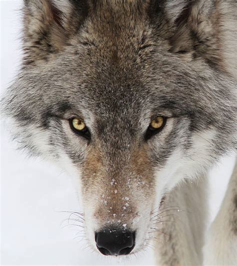 Wolf Eyes Pictures Images And Stock Photos Istock