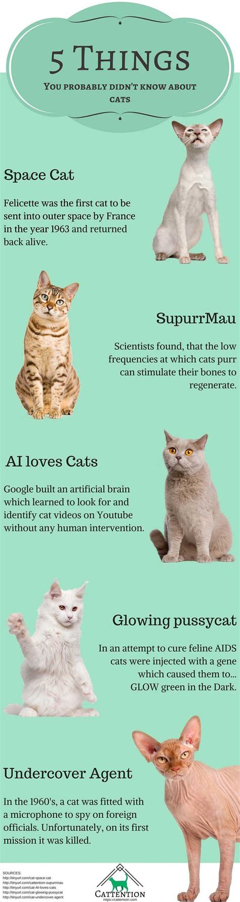 Things You Probably Didnt Know About Cats