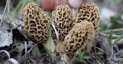 The Total Guide To Morel Mushroom Hunting Meateater Cook