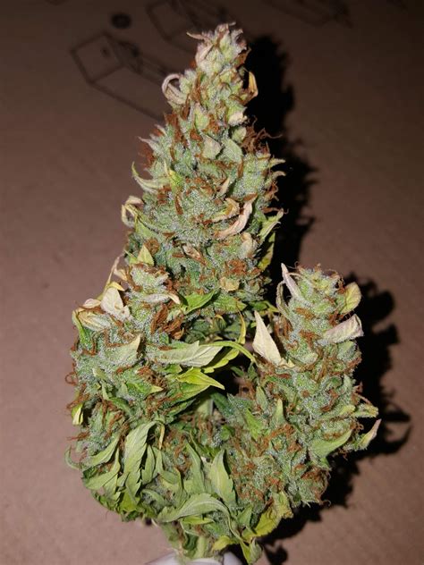 Bubble Kush Automatic Royal Queen Seeds Strain Info Growdiaries