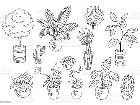 Dibujos De Plantas Y Flores