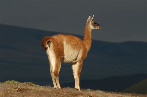 Guanaco Facts History Useful Information And Amazing Pictures