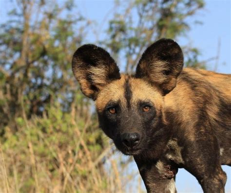 African Hunting Dog Lycaon Pictus Shadows Of Africa