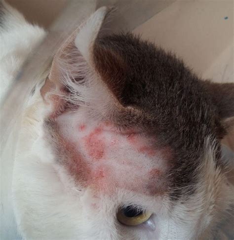 How To Tell If Your Cat Has Ringworm And What To Do About It Munchkin