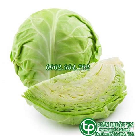 Hội thảo quy hoạch tổng thể phát triển hệ. Bắp cải sấy khô Tấn Phát làm thực phẩm - Thảo Dược Quý Việt Nam