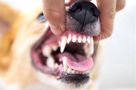 The Dangers Of Canine Periodontitis Stumps And Rumps