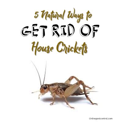 Get rid of camel crickets with bait. House crickets are common in most parts of the world ...