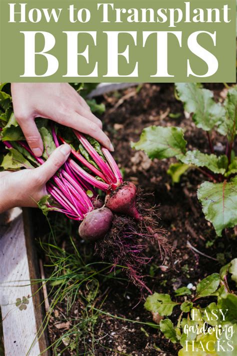 How To Transplant Beet Seedlings Easy Gardening Hacks™