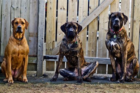 15 Fascinating Facts About The Mastiff
