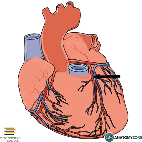 Left Anterior Descending Artery • Cardiovascular • Anatomyzone