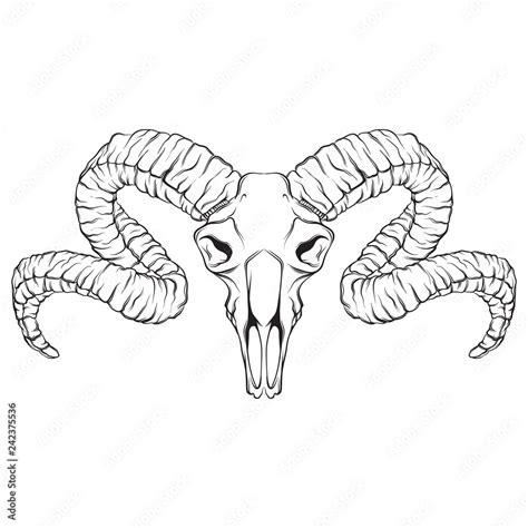 Ram Skull Tattoo Outline