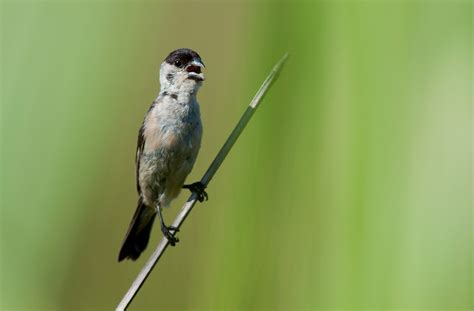 foto caboclinho branco sporophila pileata por douglas fernandes wiki aves a enciclopédia