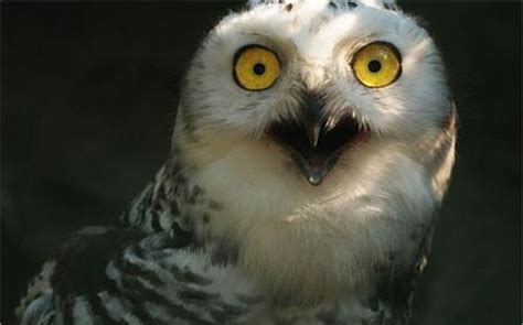 25 Hilarious Photos Of Animals Looking Shocked