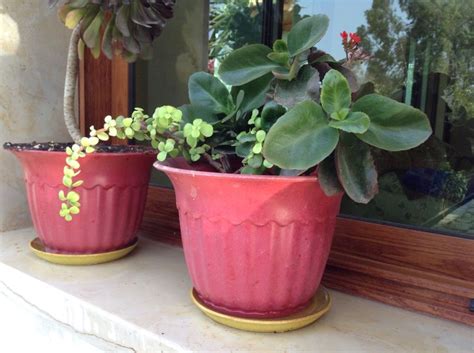 Finally I can enjoy it | Garden projects, Starting a garden, Planter pots