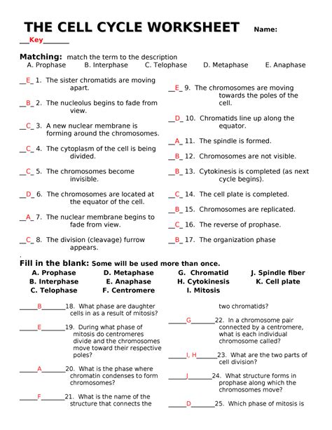 The Cell Cycle Worksheet With Answers Biog 24 Explorations In For