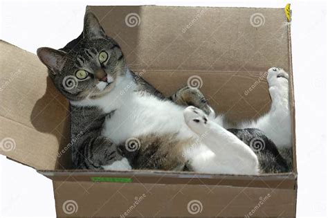 A Cat In A Cardboard Box Stock Image Image Of Beauty 3555625