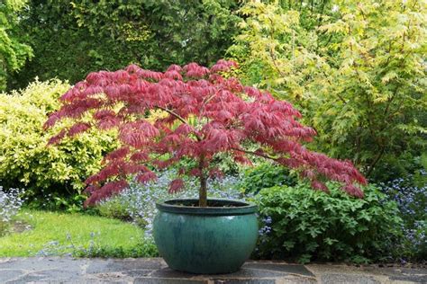 Growing Japanese Dwarf Maple Tree In Your Garden A Guide