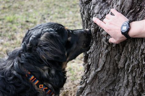 Besoins Fondamentaux Du Chien L Essentiel Conna Tre D Clickbnb