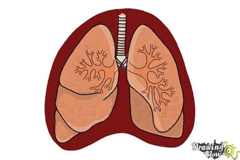How To Draw Lungs Drawingnow