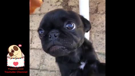 68 Funniest And Cutest Pug Dog Video Compilation 8 The Cutest Pug Dog