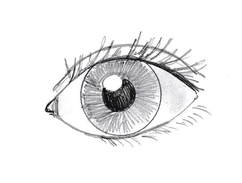 For this next step, you will sketch in the crease of the eyes, and then sketch in some nice flowing eyelashes. How to Draw an Eye - Art Starts