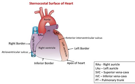 Heart External And Internal Features Anatomy Qa
