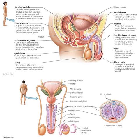 Bulbourethral Glands Sperm Count