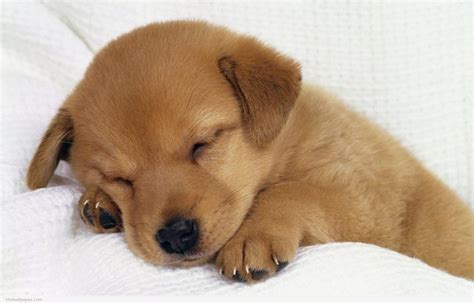 55+ Wallpapers of Cute Puppies