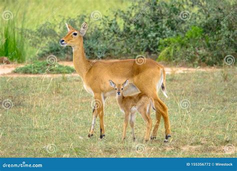 Closeup Of A Baby Deer And Its Mother Standing In A Grassy Field With