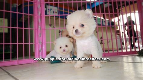Puppies For Sale Local Breeders Adorable Teacup Pomeranian Puppies For