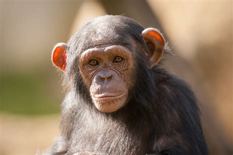 Download Primate Monkey Animal Chimpanzee Hd Wallpaper