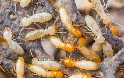Drywood Termite Identification A Guide To Drywood Termite Control
