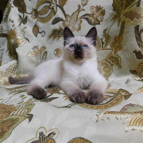 Balinese Cat Cute And Loving Balinese Kittens For Sale Cats For Sale